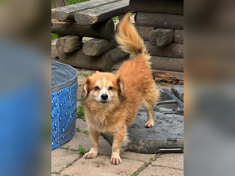 ♥PAULI♥ neu auf Pflegestelle in Bochum - süßer, unkomplizierter Schmusehund mit längerem Fell 30 cm