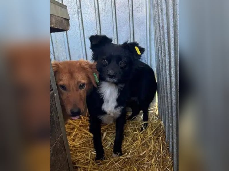 ♥ZELDA♥ ganz niedliche, kleine, noch unsichere Hündin, die mit Geduld Vertrauen fassen wird 40 cm