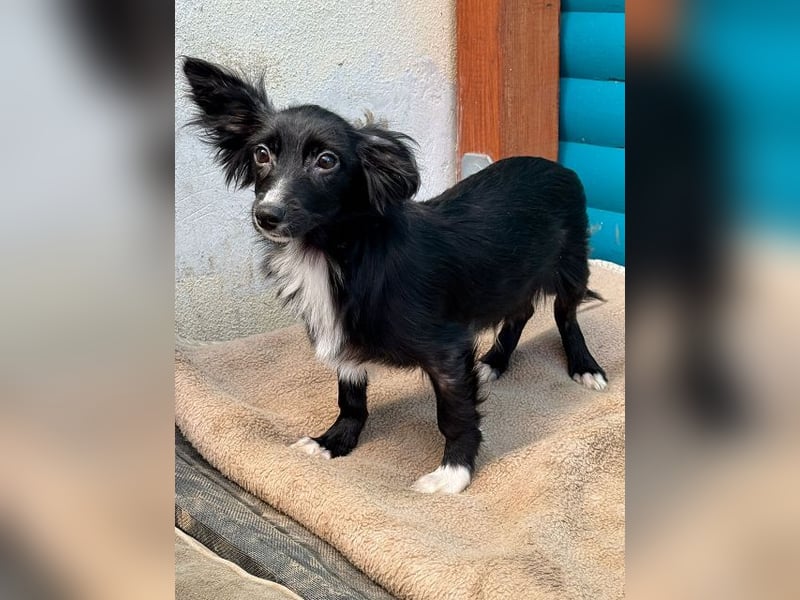 ♥TABU♥ auf Pflegestelle bei Köln - süßer, fröhlicher, verspielter Herzensbrecher 29 cm