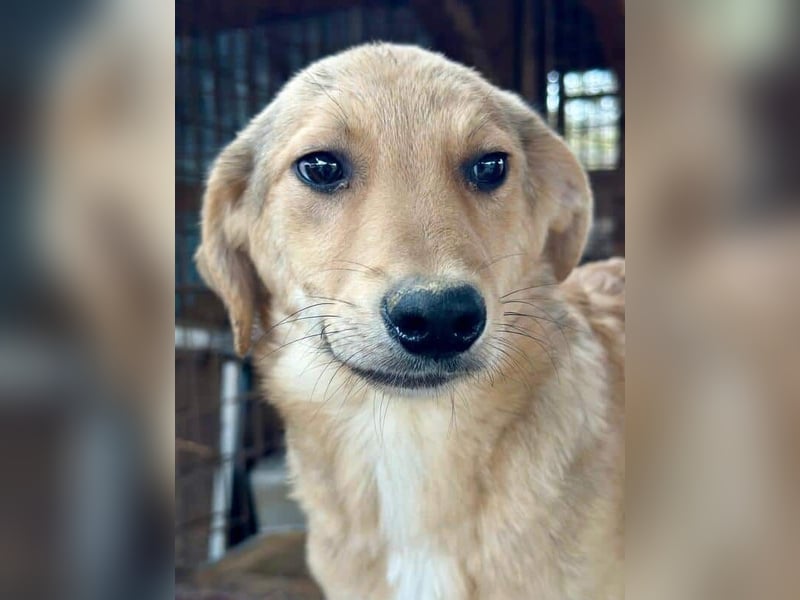 ♥DENNIS♥ ab 28. Feb auf Pflegest bei Köln -süßer, zutraulicher, verspielter kleiner Welpenjunge 35cm