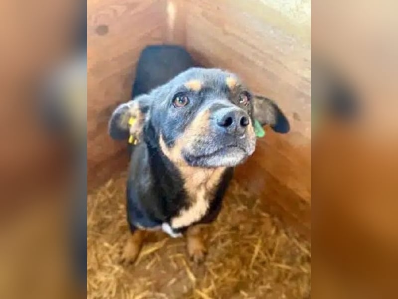 ♥OLIVER♥ süßer, zarter, lieber kleiner Rüde, der mit seinem kurzen Fell im Tierheim friert 40 cm