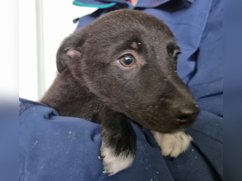 ♥FIETE♥ zuckersüßer, verspielter Welpenbub 26 cm (wachsend)