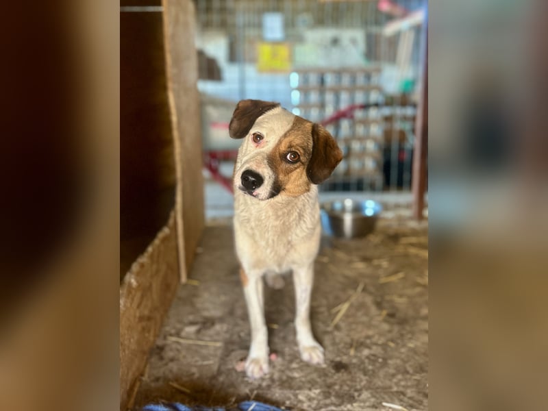 FINA, schüchterne Schmusehündin, 3,5 Jahre, 40 cm, Pflegestelle 57635, Tierschutz Rumänien