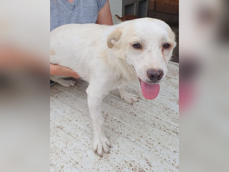 ♥BILLY♥ ab 15. Aug auf Pflegestelle bei Köln-verspielter, menschenbezogener echter Sonnenschein 35cm