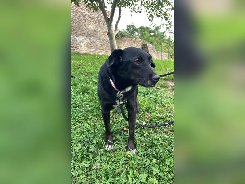 RANA, schüchterne Zweithündin, Pflegestelle Hennef, 5 Jahre, 38 cm, Tierschutz Rumänien