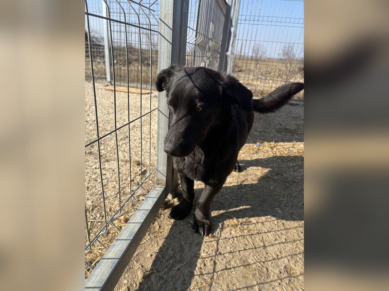 ⭐️MARIUCA⭐️, witzige, kleine Hündin, 3,5 Jahre, 37 cm, Mischling, Tierschutz Rumänien