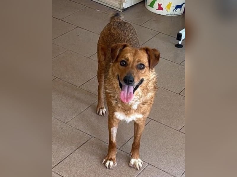 ♥JODY♥ ab 18. Jul auf Pflegestelle bei Köln -süße, zutrauliche und verschmuste kleine Hündin 35-40cm