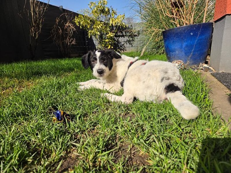 ♥ELSA♥ am 1. März im WDR Tiere suchen ein Zuhause - niedliche, verspielte Welpin 40 cm