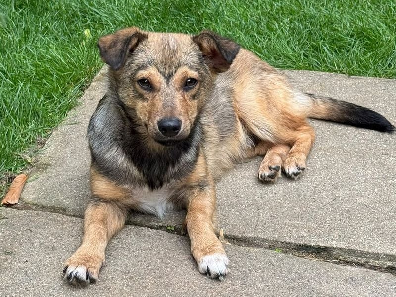 ♥FLO♥ neu auf Pflegestelle bei Köln - süßer, hübscher, noch etwas schüchterner Welpe 34cm