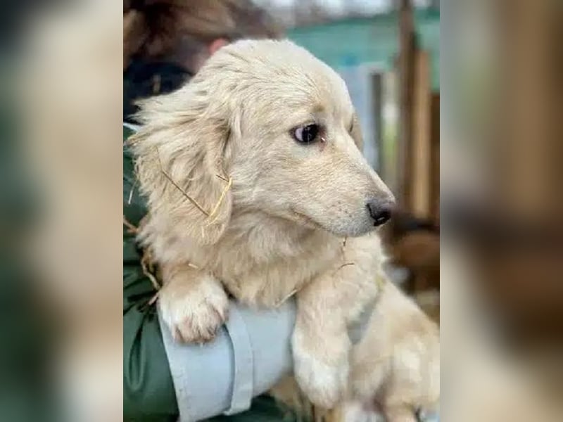 ♥PIPPO♥ süßer, charmanter, noch unsicherer kleiner Junior 30 cm