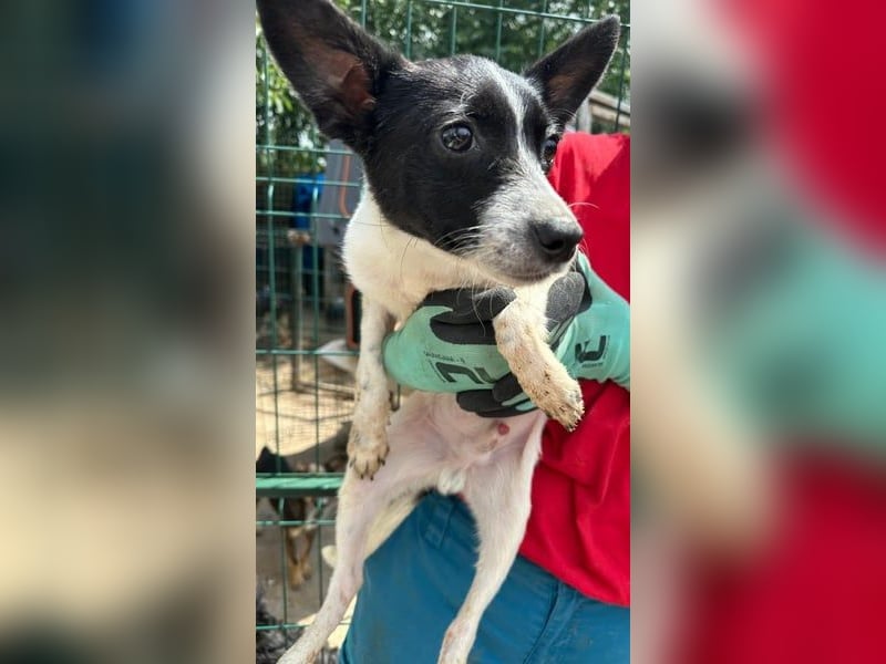 ⭐️ARO⭐️, unkomplizierter Hundejunge, 7 Monate, 33 cm, Mischling, Tierschutz Rumänien