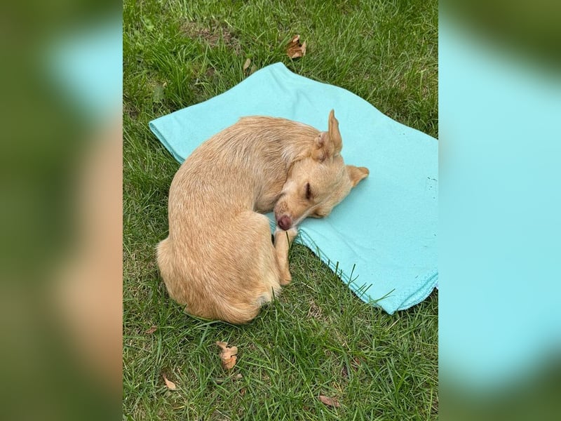 ♥ESTRELLA♥ neu auf Pflegestelle bei Köln - süße, verschmuste, aufgeschlossene Hündin 36cm