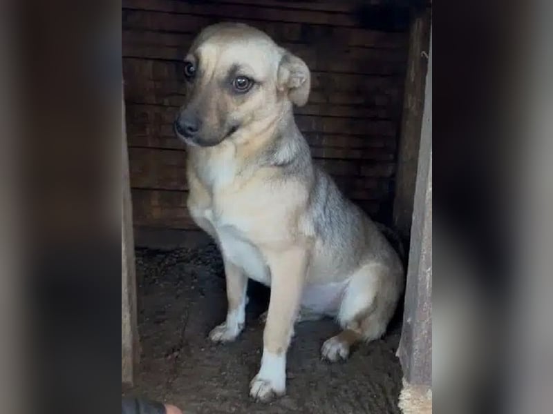 ♥KILA♥ süße, kleine, verspielte, anfangs noch zurückhaltende Junghündin 40 cm