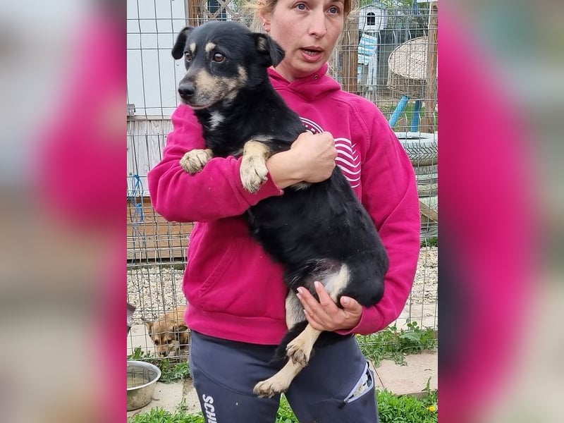 ♥LAURIN♥ süßer, noch zurückhaltender kleiner Rüde, der im Tierheim völlig überfordert ist 35 cm