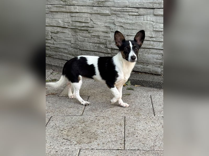 ♥TILLY♥ auf Pflegestelle bei Köln - unglaublich liebes, süßes kleines Mädchen 29cm (wachsend)