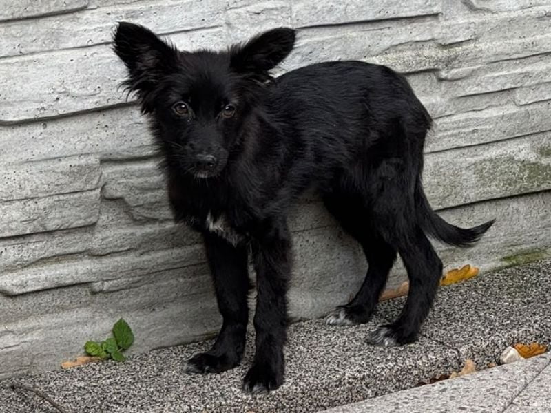 ♥TRACY♥ neu auf Pflegestelle bei Köln - zuckersüßes, verspieltes Welpenmädchen 33 cm (wachsend)
