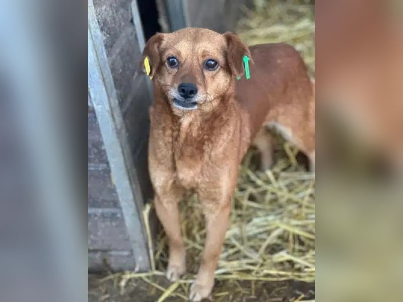 ♥MARILOU♥ zauberhafte, neugierige, noch unsichere Hündin, die sicher schnell Vertrauen fasst 40 cm