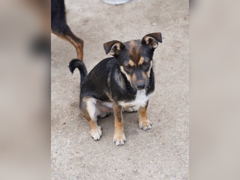 ⭐️CICI⭐️, verschmuster Hundejunge, 8 Monate, 29 cm, Tierschutz Rumänien