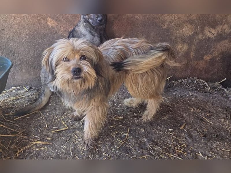 ♥WINDY♥ ab 9. Mai auf Pflegestelle bei Köln - verschmustes und menschenbezogenes Hundemädchen 34cm