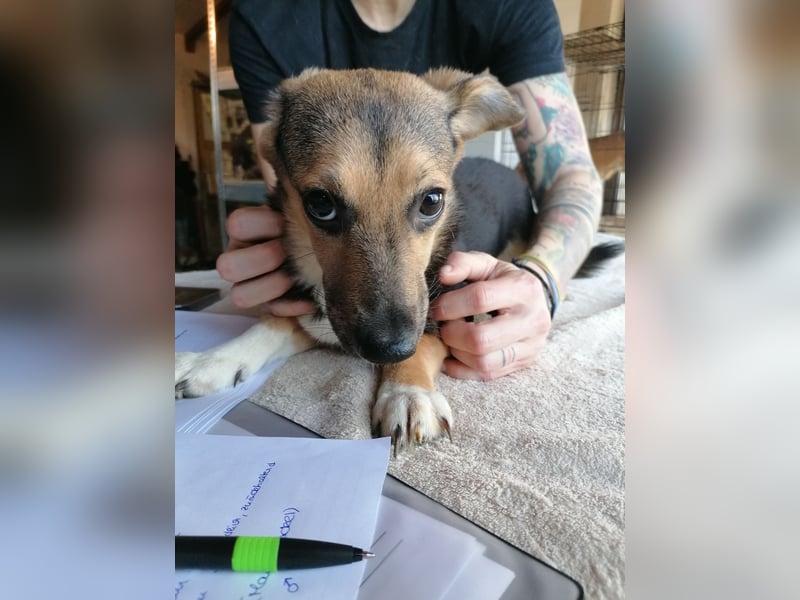 ⭐️MISSY⭐️, süßer Dackel-Mischling, Hündin, 4 Jahre, 31cm, Mischling, Tierschutz Rumänien
