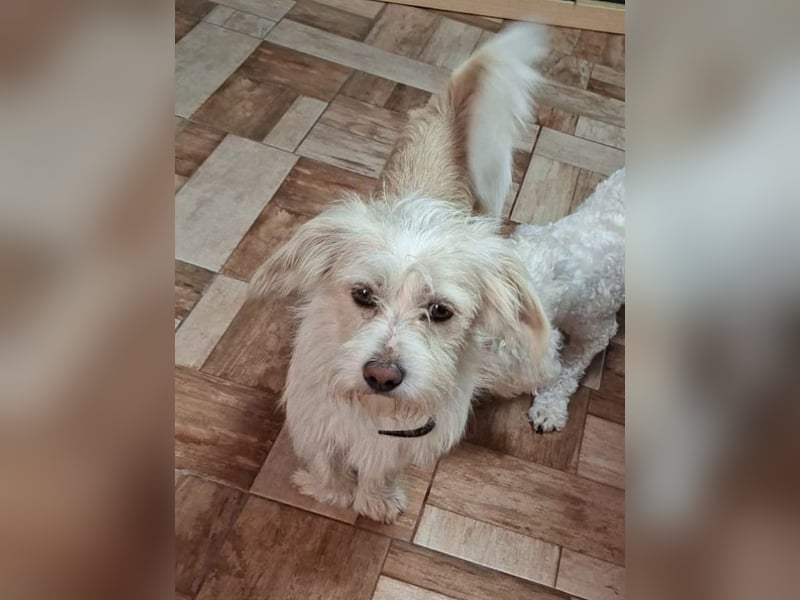 ♥FROSTY♥ neu auf Pflegestelle bei Köln - süßer, lieber, eher ruhiger kleiner Wuschelrüde 28 cm