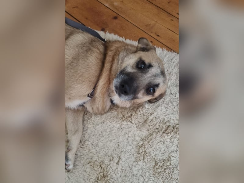 Traumtyp TONI, Mischlingsrüde, 6 Jahre, 29 cm, Pflegestelle 53773, Tierschutz Rumänien
