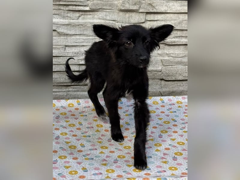 ♥TRACY♥ neu auf Pflegestelle bei Köln - zuckersüßes, verspieltes Welpenmädchen 33 cm (wachsend)