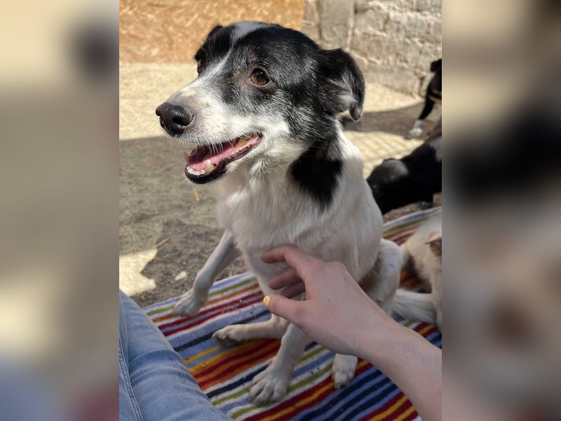 ⭐MARENA⭐, anhängliche Hündin, 3 Jahre, 39 cm, Mischling, Tierschutz Rumänien