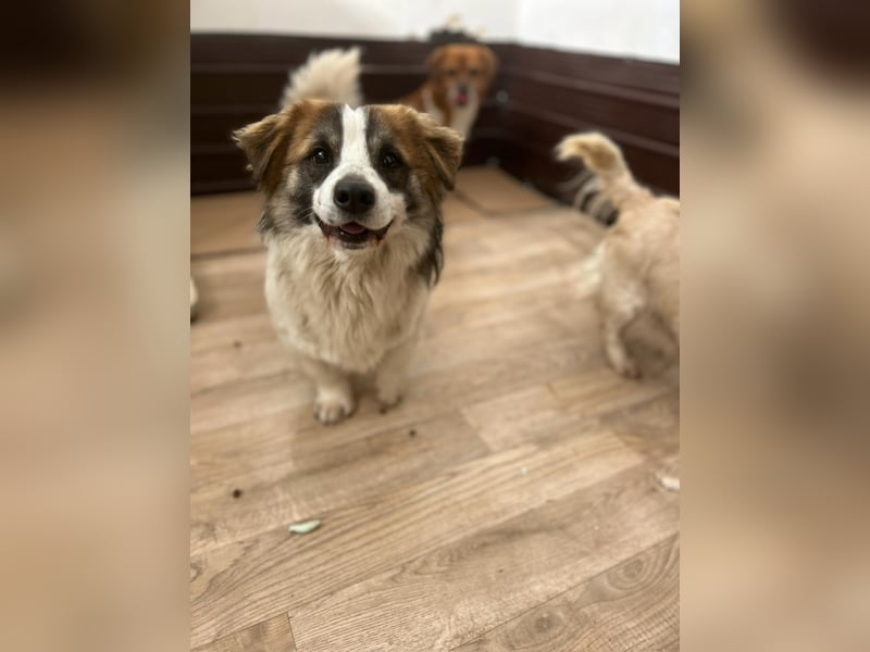 ⭐️TOC⭐️, Herzensbrecher, Rüde, 2 Jahre, 35 cm, Mischling, Tierschutz