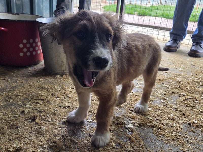 ♥JANI♥ niedlicher, verspielter kleiner Welpenbub mit der besonderen Fellfärbung 30 cm (wachsend)