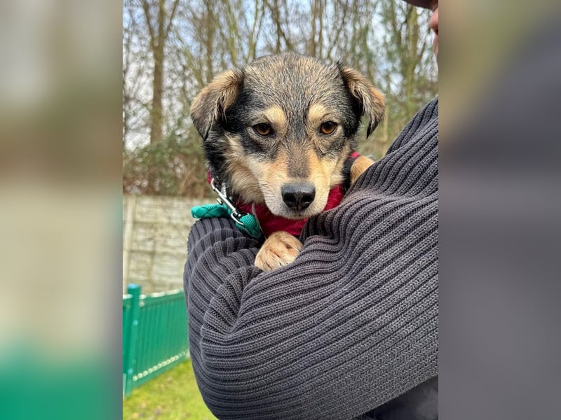 ♥COCONUT♥ neu auf Pflegestelle bei Duisburg - süße, noch etwas schüchterne kleine süße Maus 36 cm