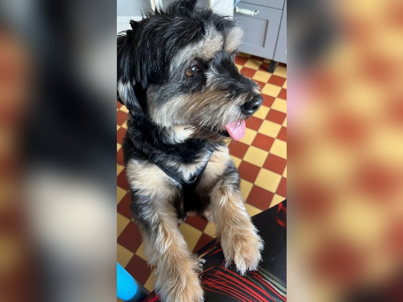 MINNIE, kleiner Frechdachs, 2 Jahre, 35 cm, Pflegestelle Düsseldorf, Tierschutz Rumänien