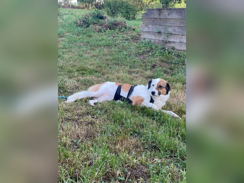 FINA, schüchterne Schmusehündin, 3,5 Jahre, 40 cm, Pflegestelle 57635, Tierschutz Rumänien