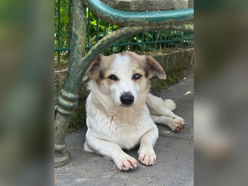 ♥TARA♥ neu auf Pflegest bei Köln-zarte,anfangs noch vorsichtige Hündin, die immer mehr aufblüht 30cm