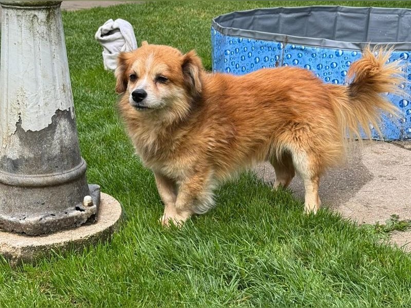 ♥PAULI♥ neu auf Pflegestelle in Bochum - süßer, unkomplizierter Schmusehund mit längerem Fell 30 cm