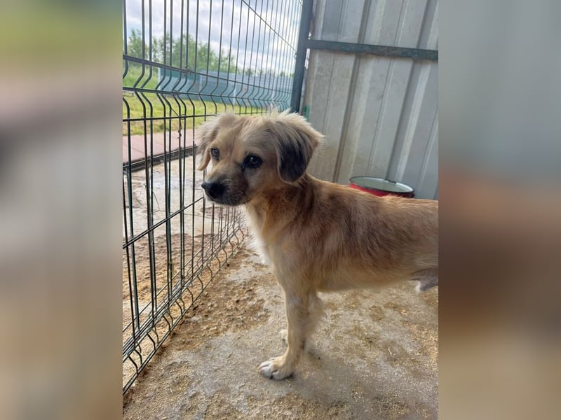 ♥BARLEY♥ ab 31. Juli auf Pflegestelle bei Köln - wunderschöner, menschenbezogener Junghund 40cm