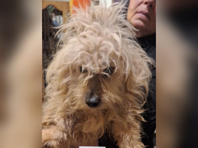 ⭐️Less⭐️ Havaneser-Mischling, Rüde, 3 Jahre, 33 cm, Mischling, Tierschutz Rumänien