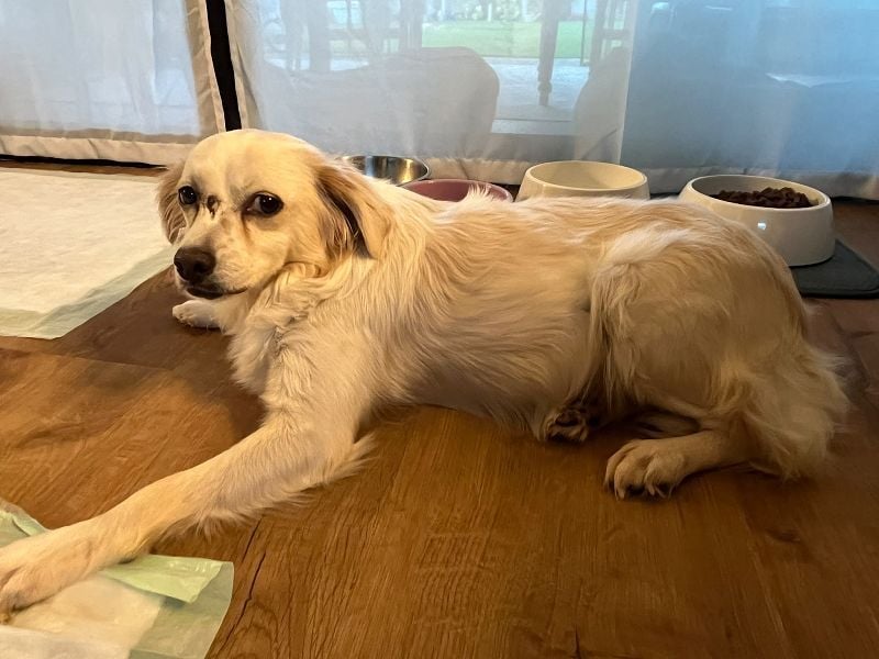 ♥BIENE♥ neu auf Pflegestelle bei Köln - zuckersüße, ganz liebe, menschenbezogene Hündin 30cm