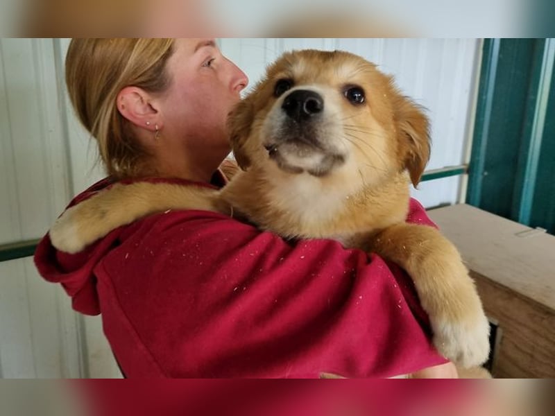 ♥LANDO♥ süßer, verspielter Kuschelbär 37 cm (wird 50-60 cm groß)