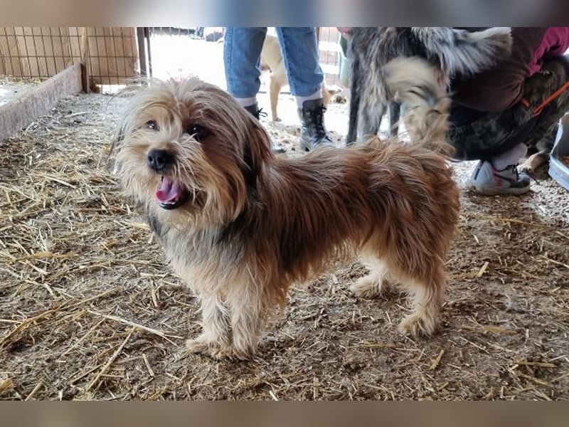 ♥WINDY♥ ab 9. Mai auf Pflegestelle bei Köln - verschmustes und menschenbezogenes Hundemädchen 34cm