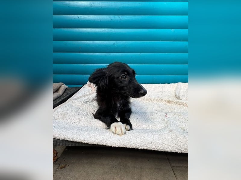 ♥TOKIO♥ auf Pflegestelle bei Köln - zuckersüßer, verspielter kleiner Welpe 28 cm