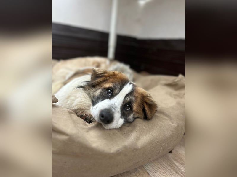 ⭐️TOC⭐️, Herzensbrecher, Rüde, 2 Jahre, 35 cm, Mischling, Tierschutz