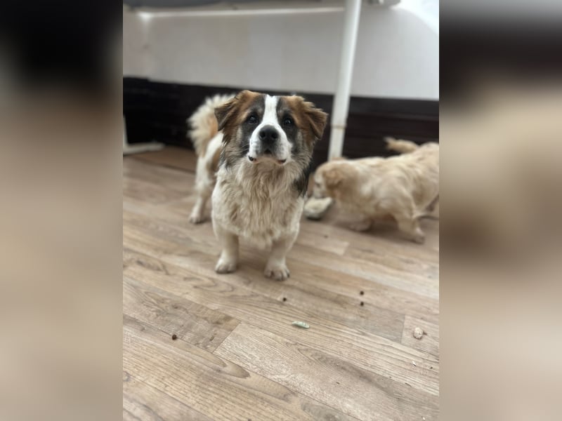 ⭐️TOC⭐️, Herzensbrecher, Rüde, 2 Jahre, 35 cm, Mischling, Tierschutz