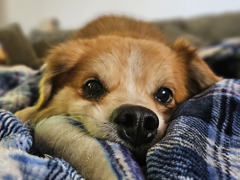 ♥PAULI♥ neu auf Pflegestelle in Bochum - süßer, unkomplizierter Schmusehund mit längerem Fell 30 cm