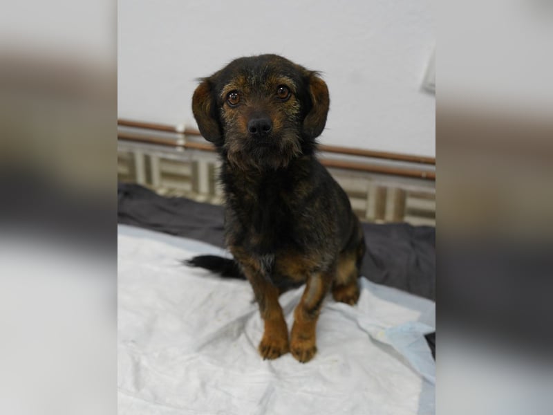 ⭐️SINA⭐️, intelligente Hündin, 1,5 Jahre, 35 cm, Mischling, Tierschutz Rumänien