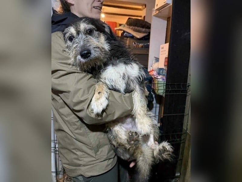 ⭐️JAROD⭐️, herzensguter Hundejunge, 2,5 Jahre, 36 cm, Mischling, Tierschutz