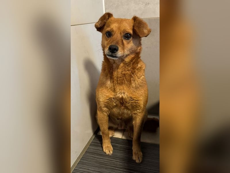 ♥MARILOU♥ neu auf Pflegestelle bei Köln -zauberhafte, neugierige, noch unsichere Hündin 40cm