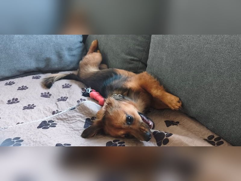 ♥PINKY♥ auf Pflegestelle bei Aachen - zuckersüßes, verspieltes Hundemädchen 38cm