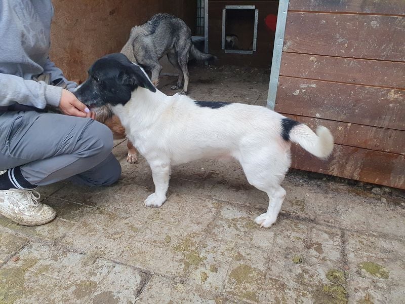 ♥TABASCO♥ sanfter, ganz zutraulicher, ruhiger kleiner Herzenshund 37 cm