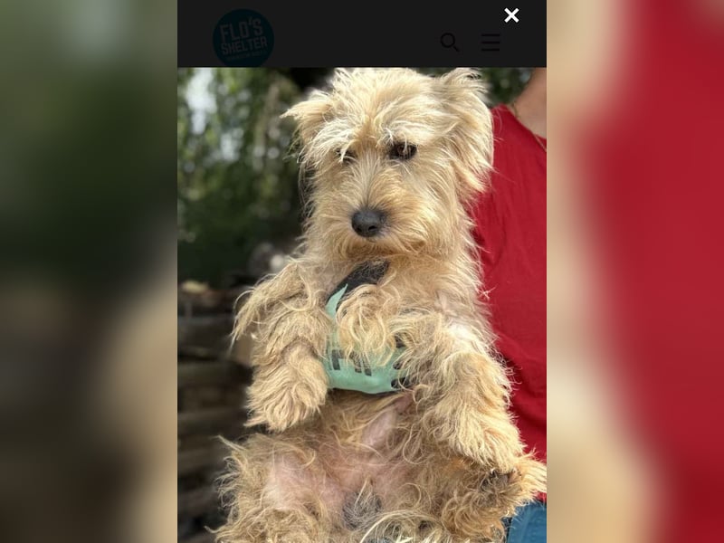 ⭐️Less⭐️ Havaneser-Mischling, Rüde, 3 Jahre, 33 cm, Mischling, Tierschutz Rumänien